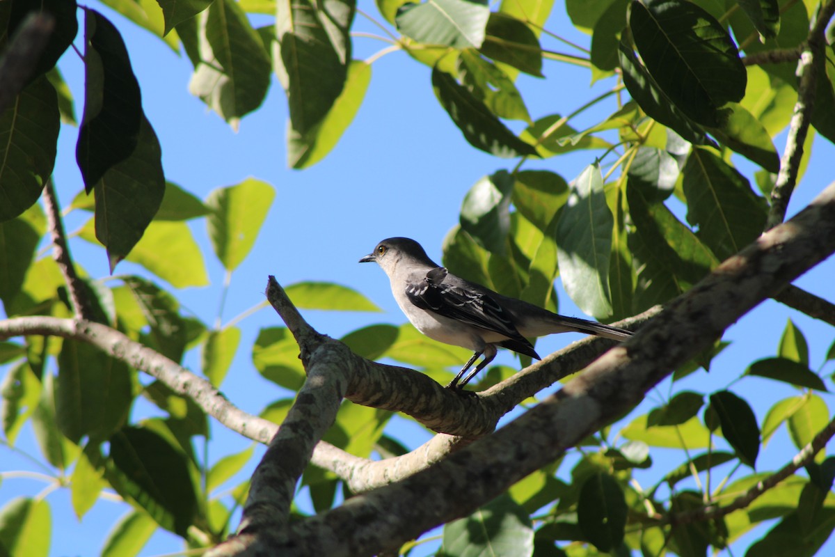 Tropikal Taklitçi - ML644750628