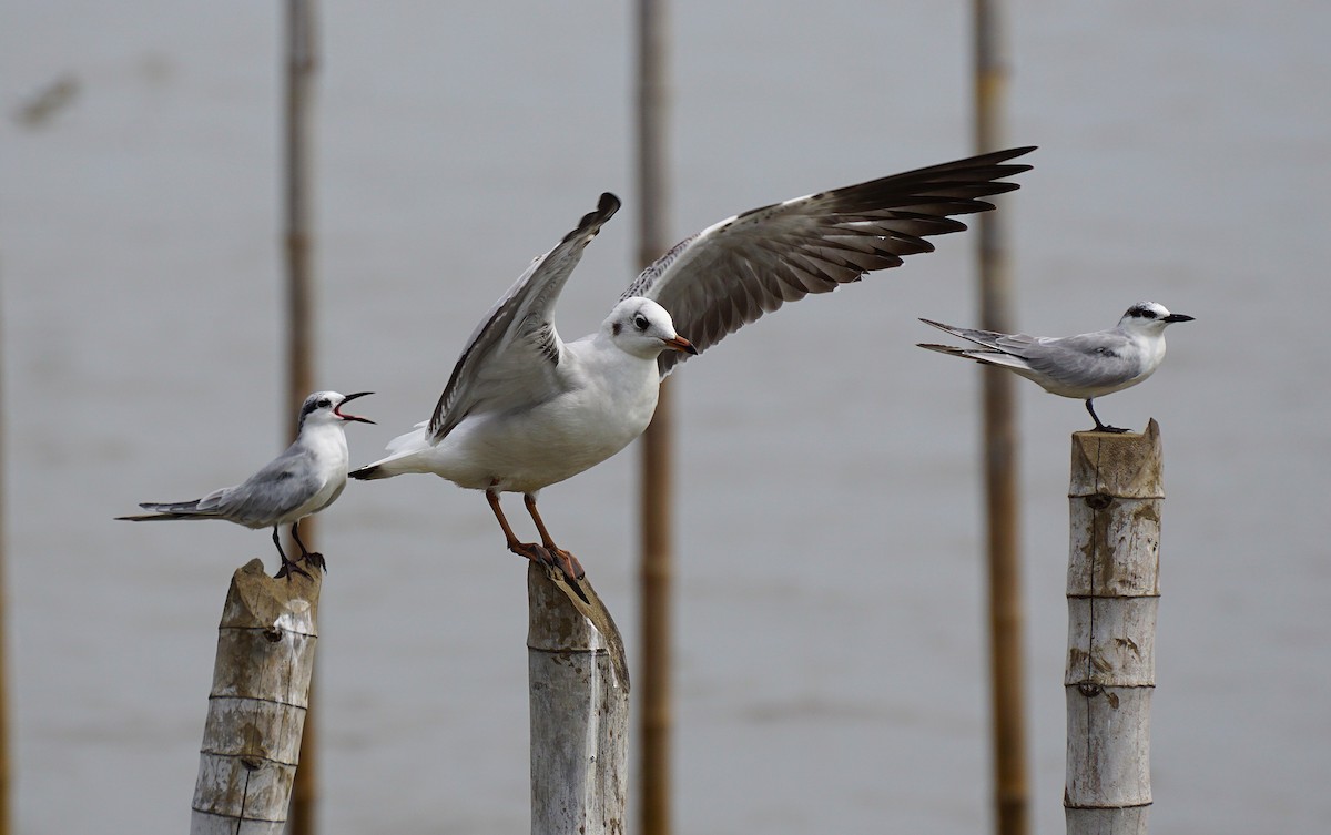 Gaviota Centroasiática - ML644750639