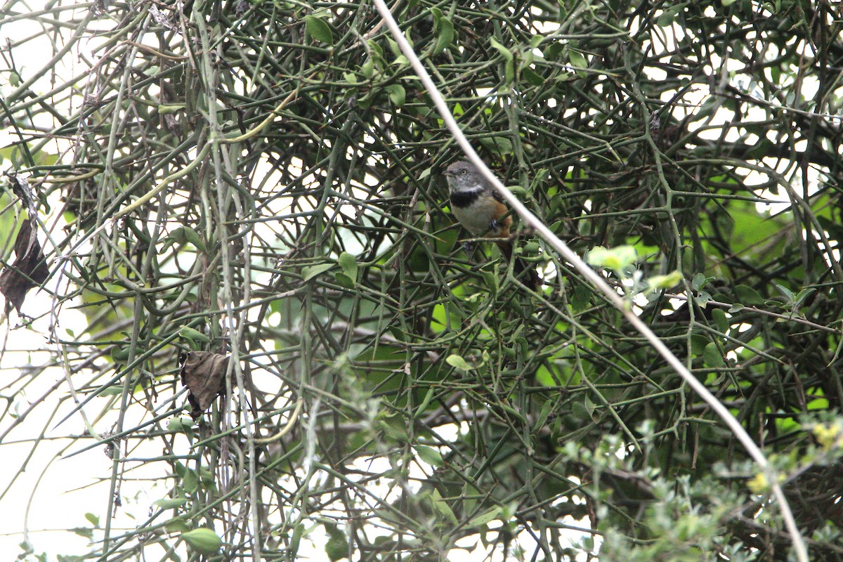 Banded Parisoma - ML644750642