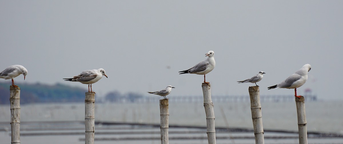 Gaviota Centroasiática - ML644750643