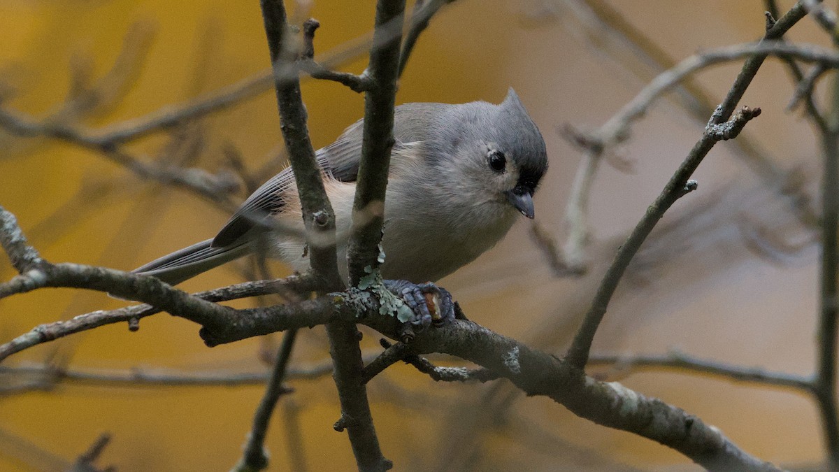 Tufted Titmouse - ML644750646