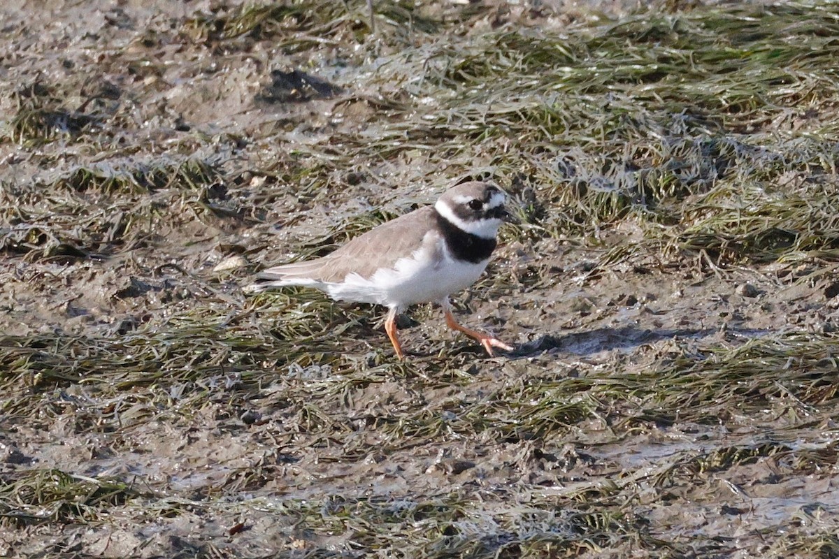 Common Ringed Plover - ML644750652