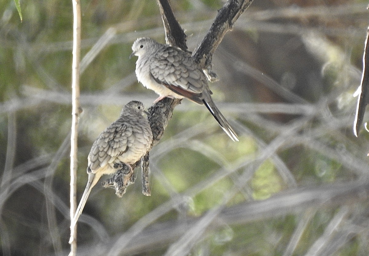 İnka Serçe Kumrusu - ML644750655