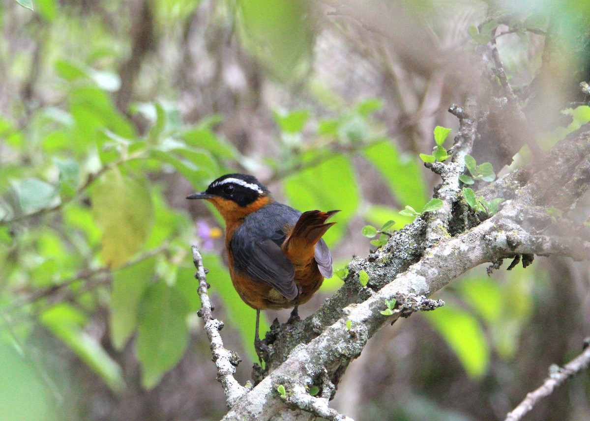 Rüppell's Robin-Chat - ML644750656