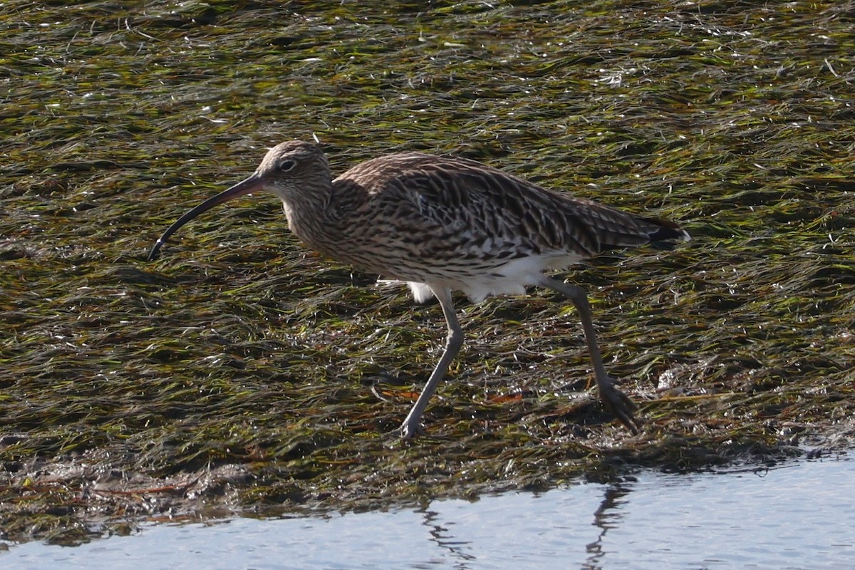 Eurasian Curlew - ML644750658