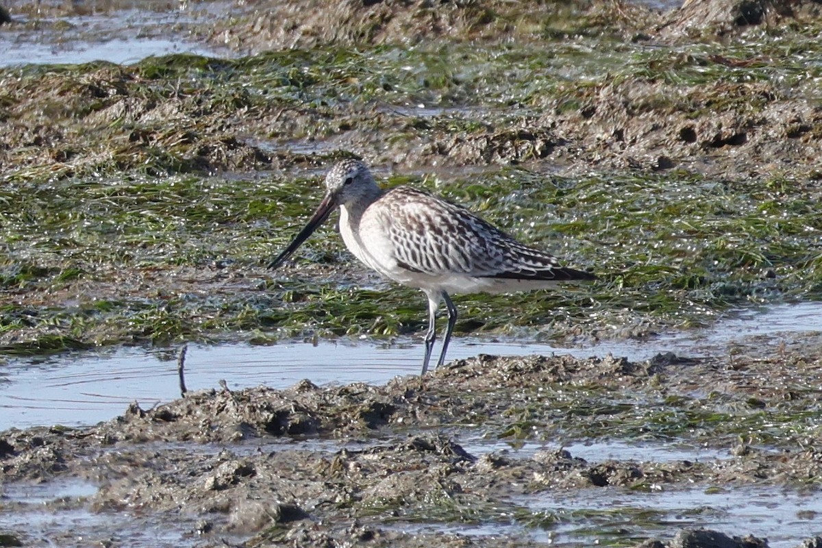 Bar-tailed Godwit - ML644750662