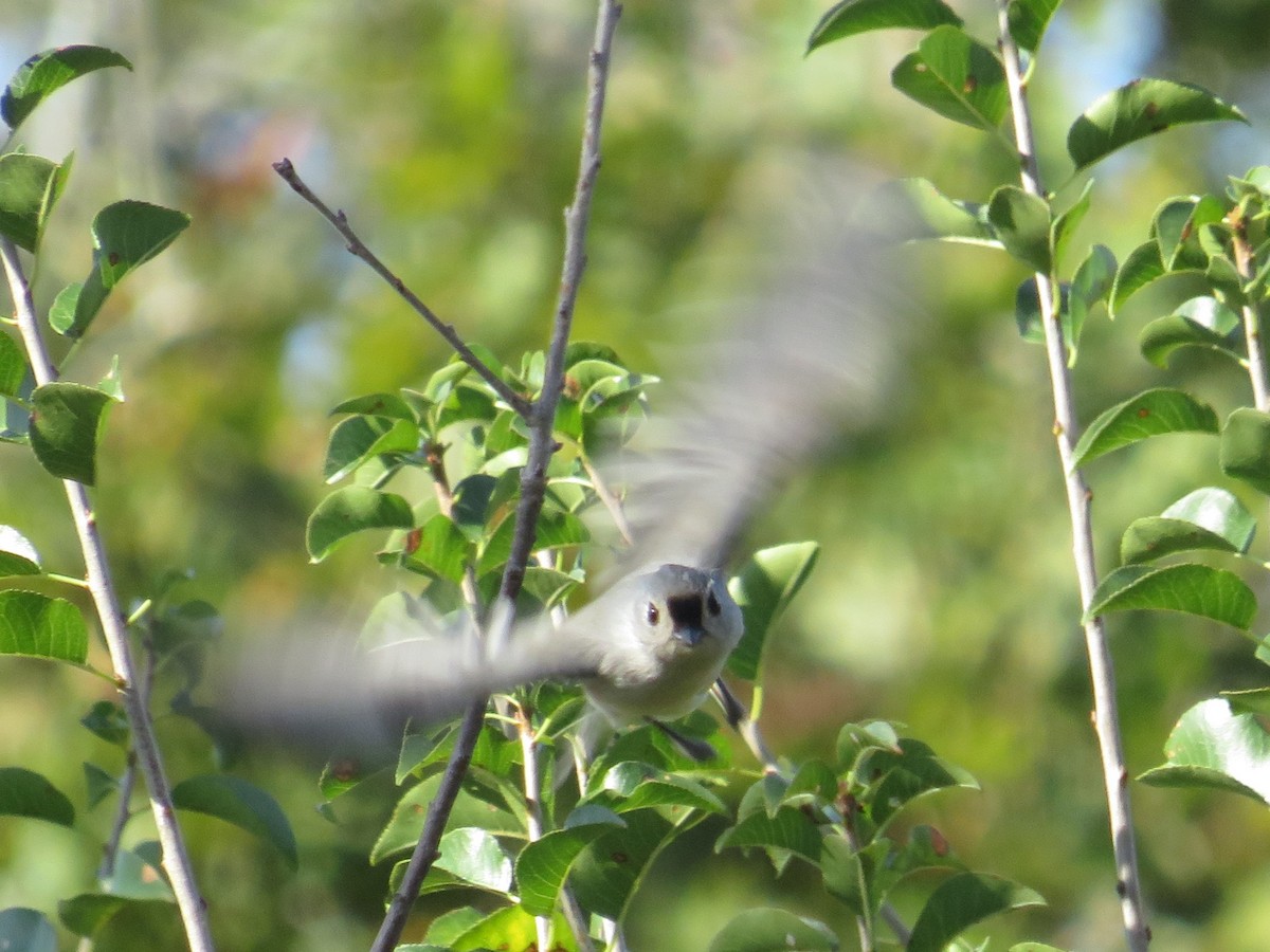 Tufted Titmouse - ML644750667