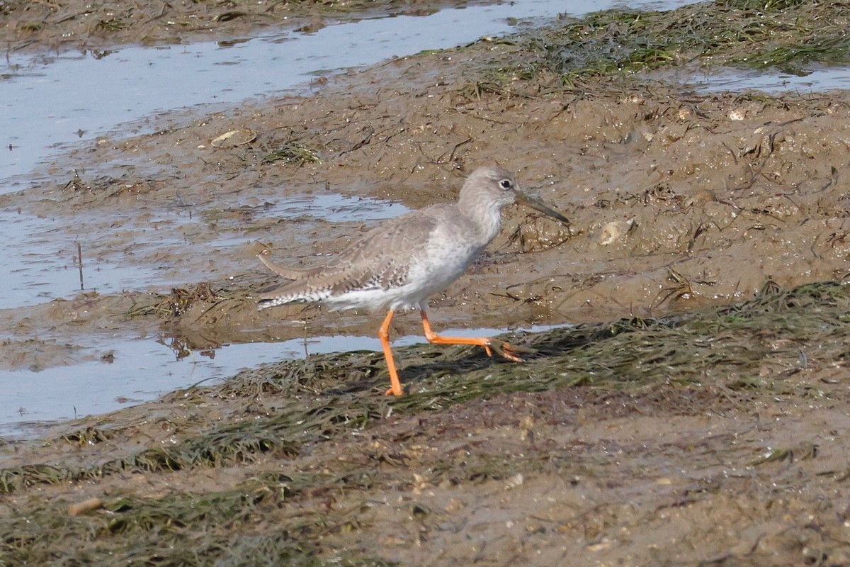 Common Redshank - ML644750674
