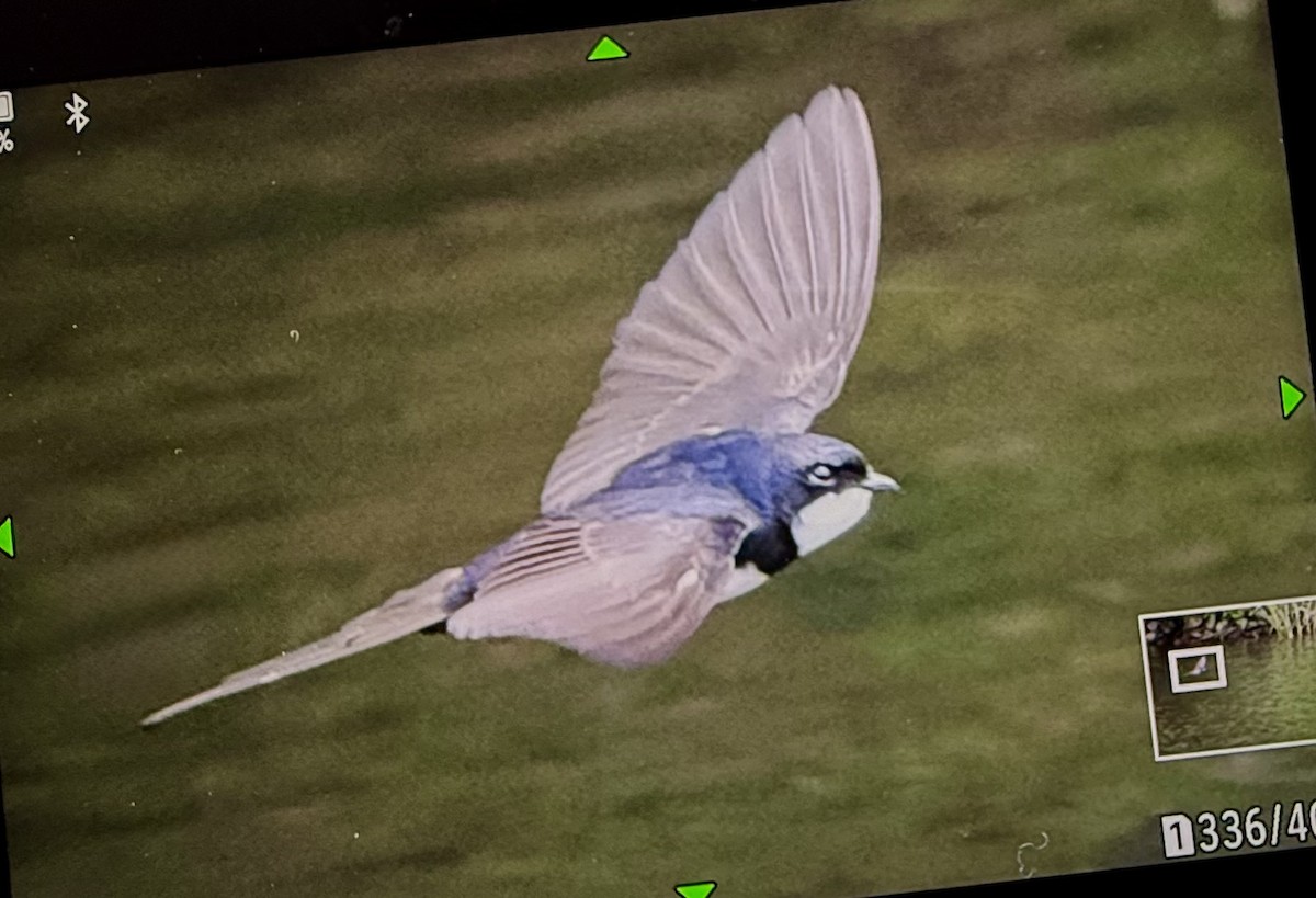 Black-collared Swallow - ML644750677