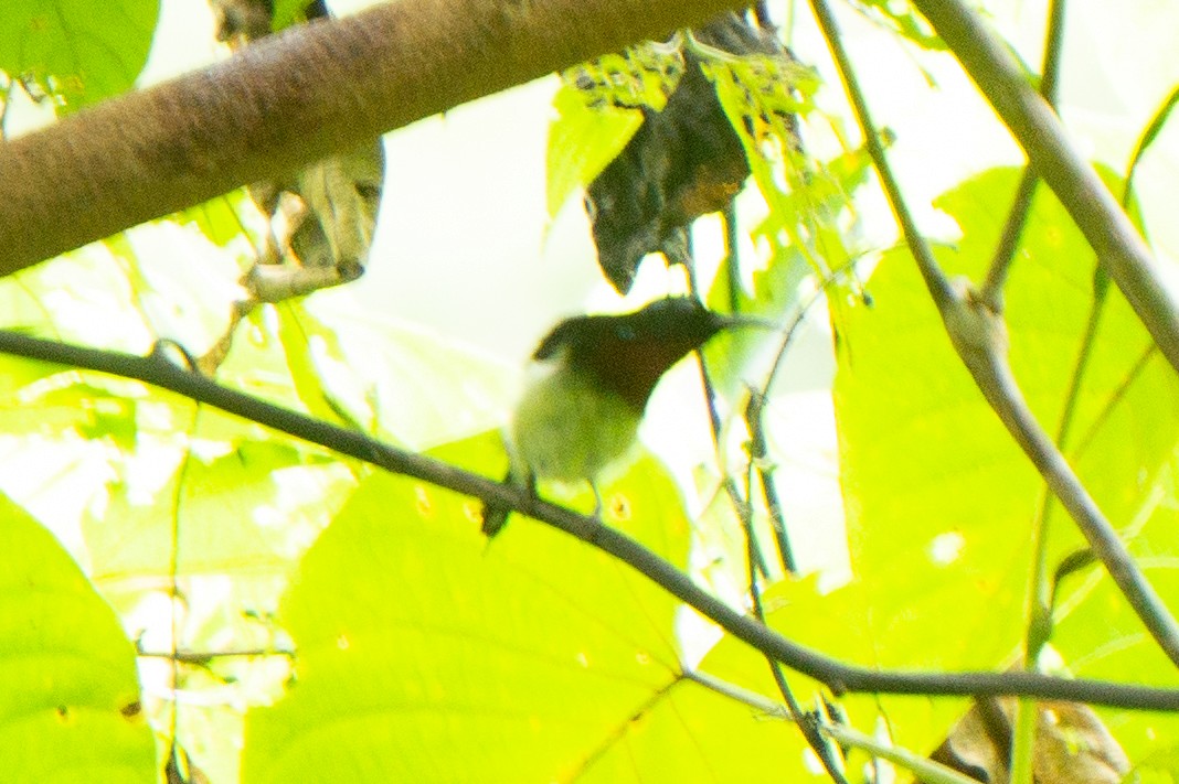 Fork-tailed Sunbird (Hainan) - ML644750678