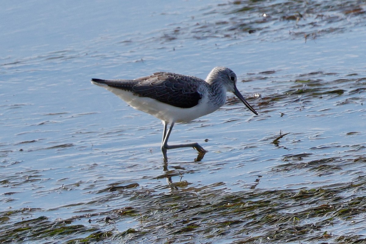 Common Greenshank - ML644750694