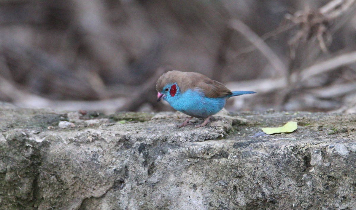 Red-cheeked Cordonbleu - ML644750698