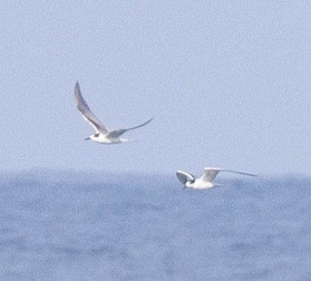 燕鷗 - ML644750699