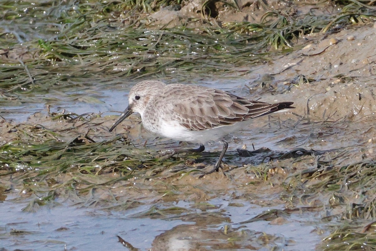Dunlin - ML644750714