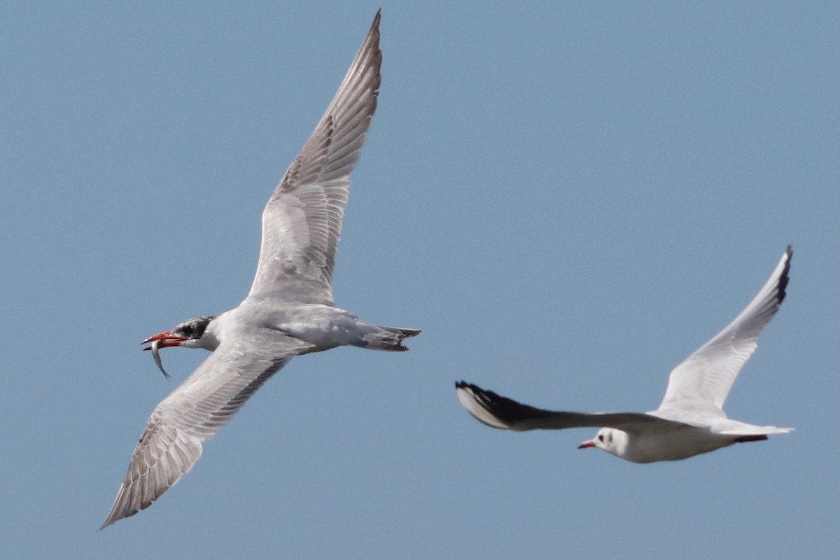 Caspian Tern - ML644750721