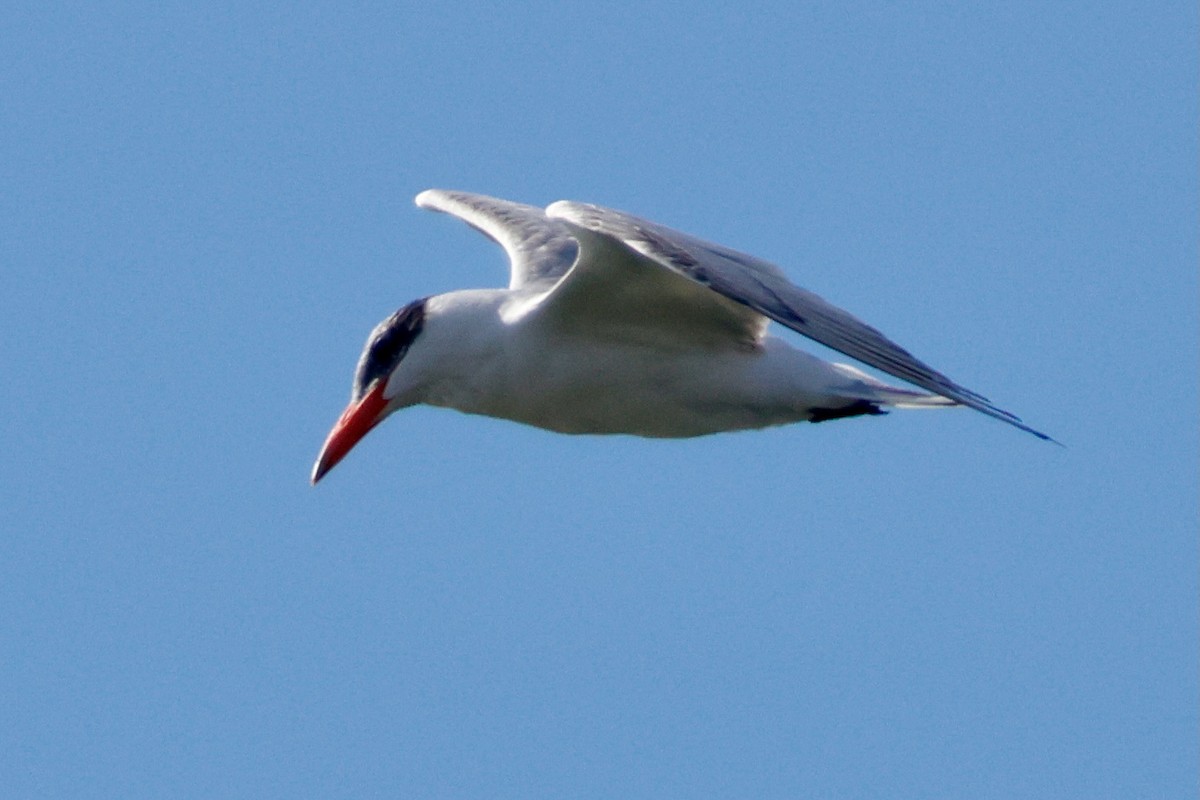Caspian Tern - ML644750722