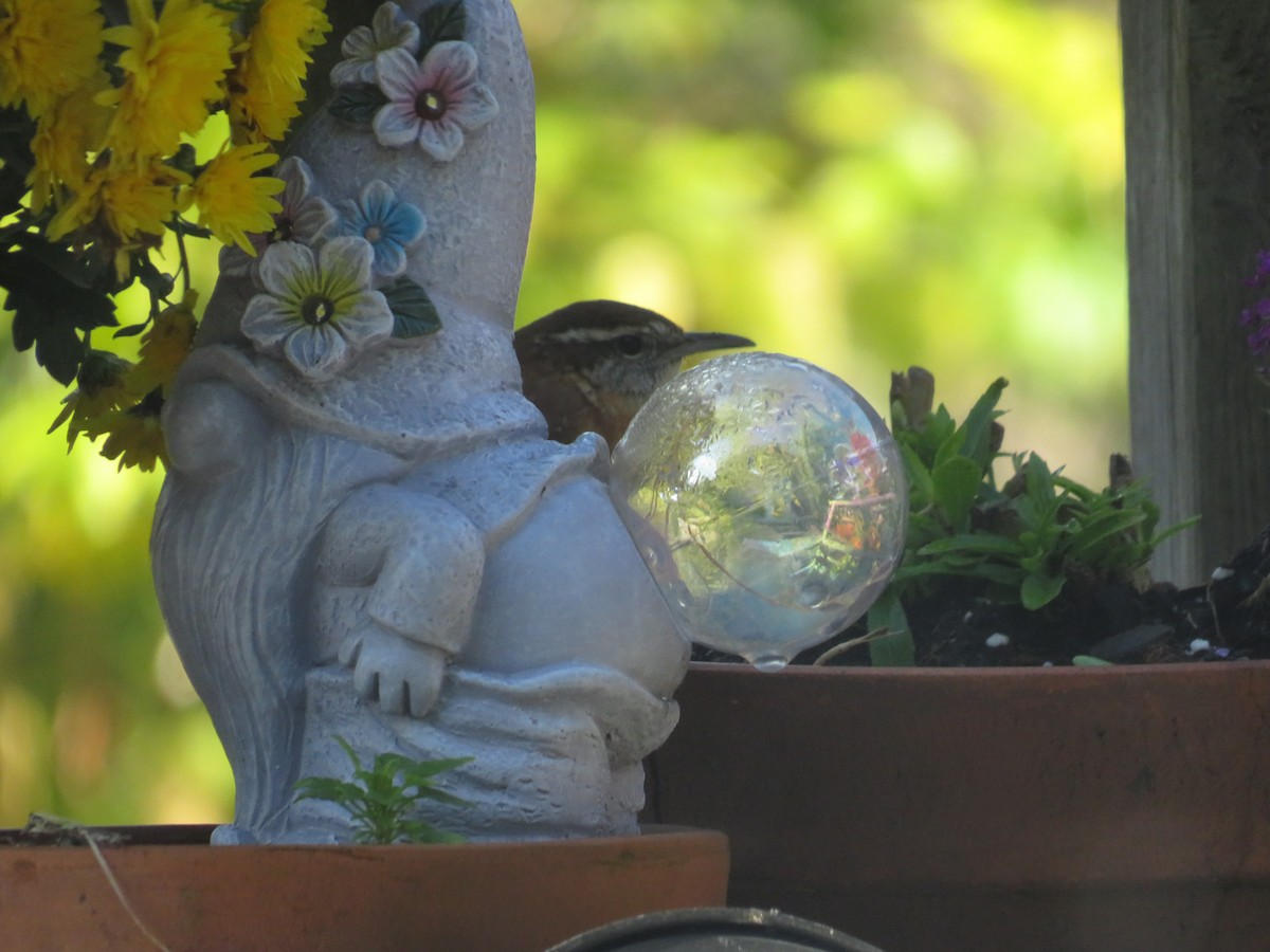 Carolina Wren - ML644750723