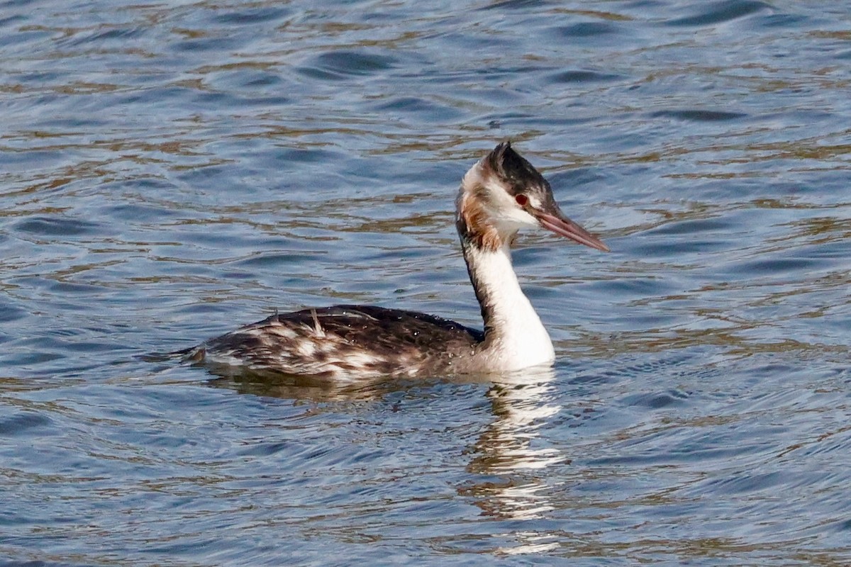 Great Crested Grebe - ML644750729