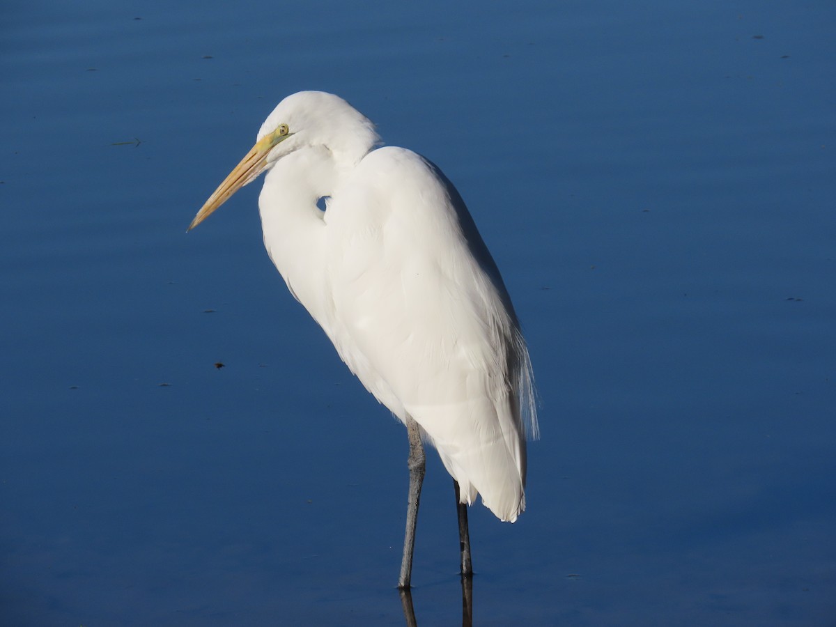 Цасч дэглий - ML644750742