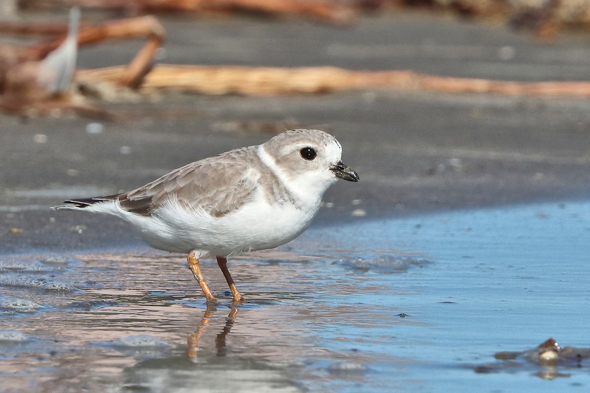 Piping Plover - ML644750750