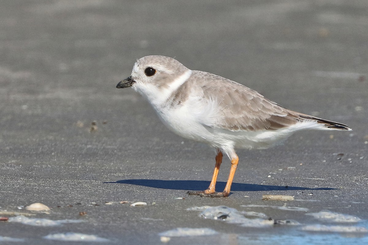 Piping Plover - ML644750752