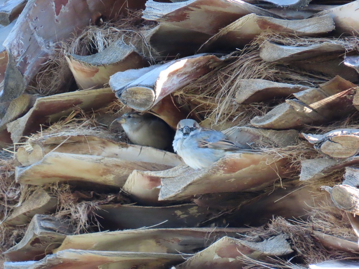 Оронгийн бор шувуу - ML644750753