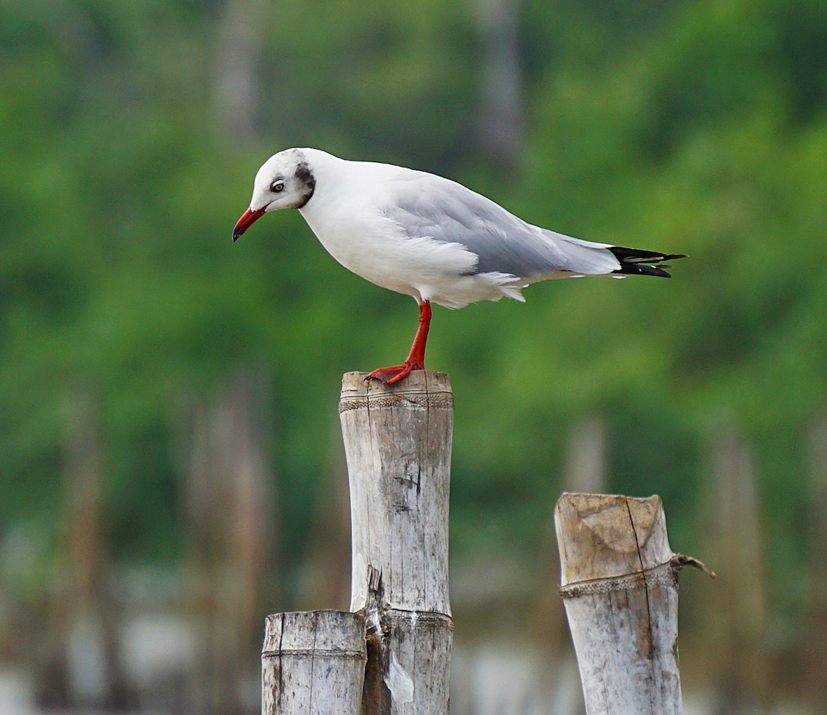 Gaviota Centroasiática - ML644750763
