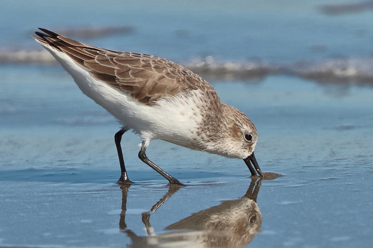 Western Sandpiper - ML644750766