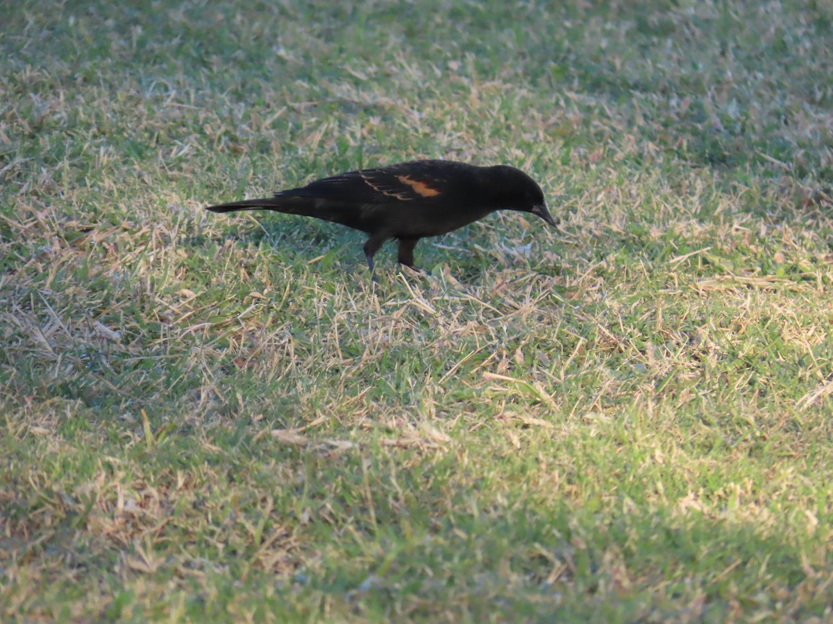 Red-winged Blackbird - ML644750767