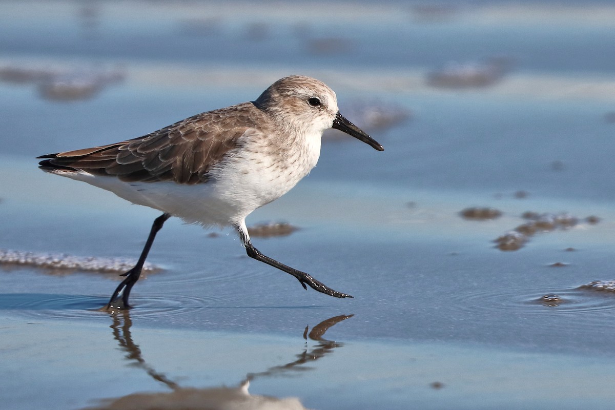 Western Sandpiper - ML644750768