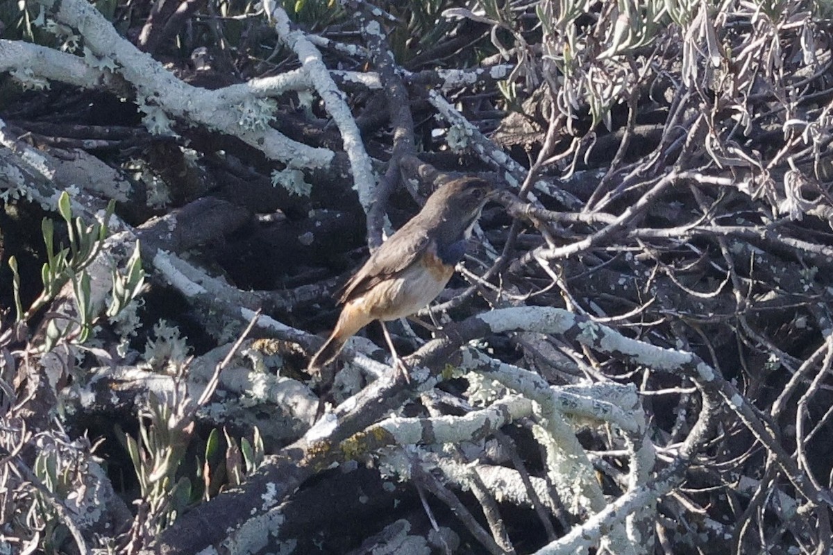 Bluethroat - ML644750771