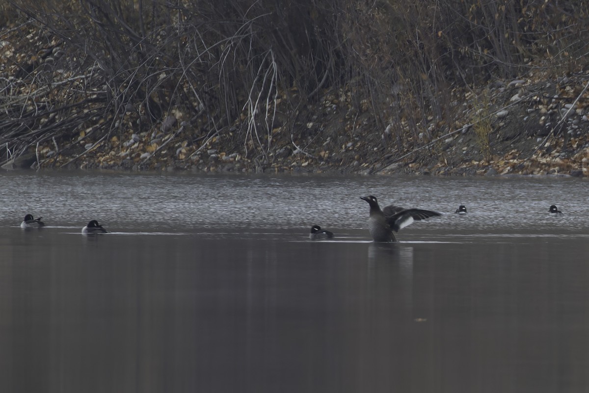 White-winged Scoter - ML644750779