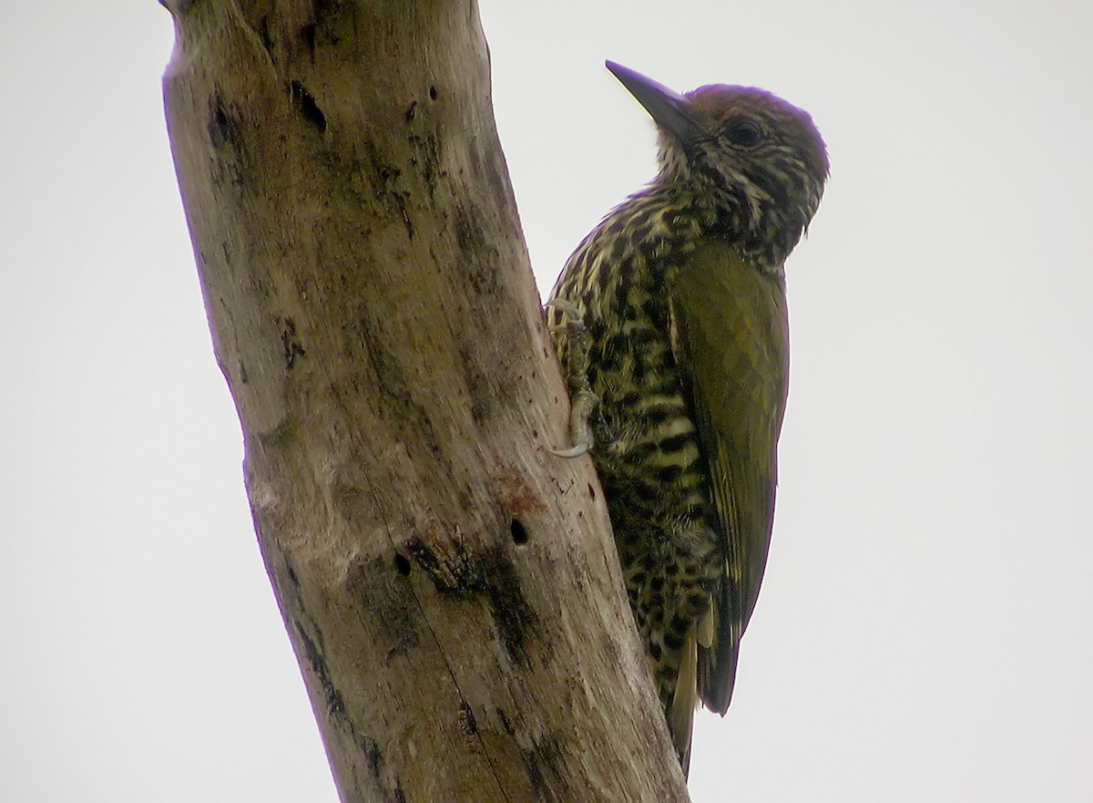 Buff-spotted Woodpecker - ML644750787