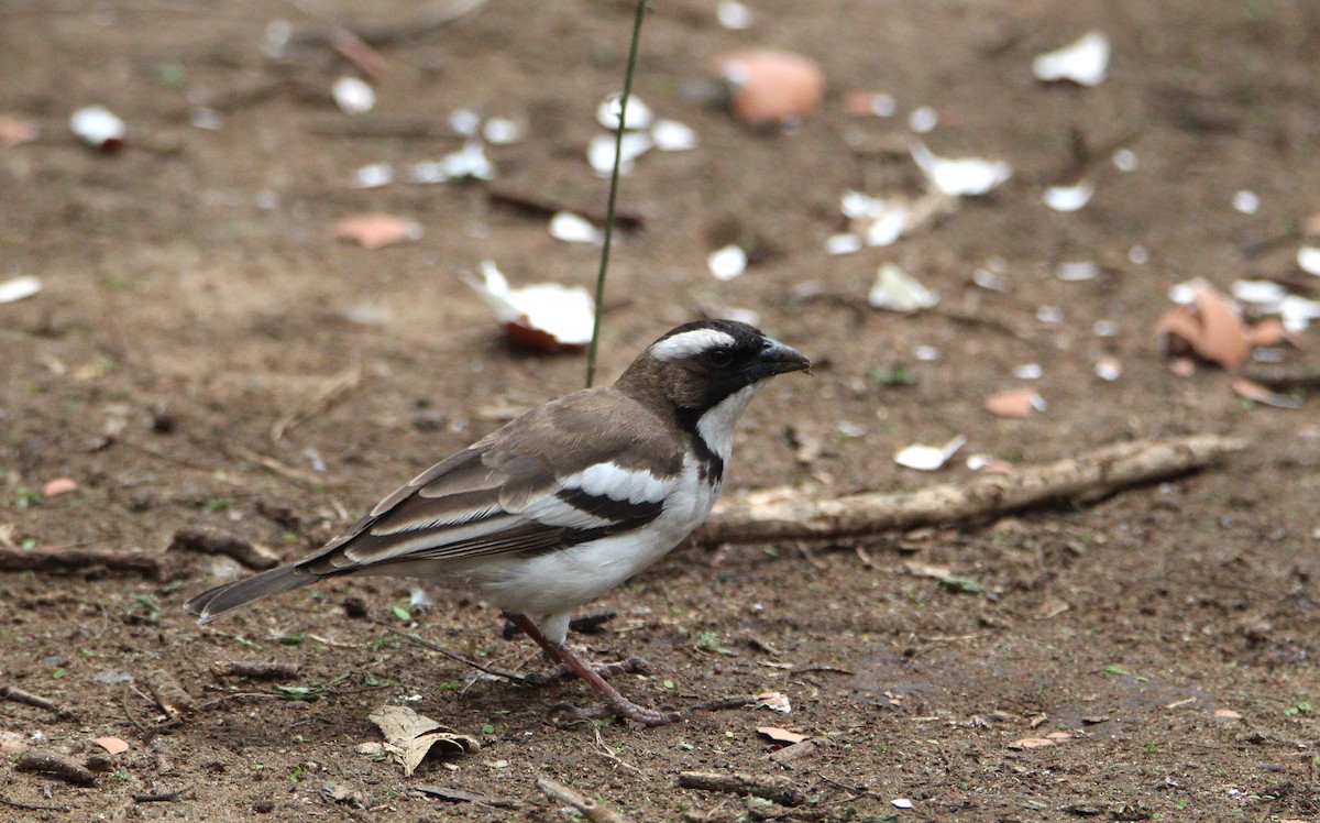White-browed Sparrow-Weaver - ML644750795