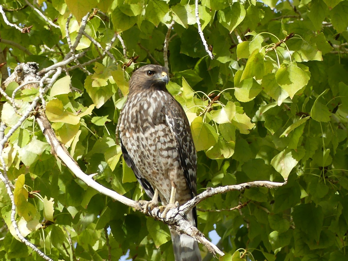 Red-shouldered Hawk - ML644750806