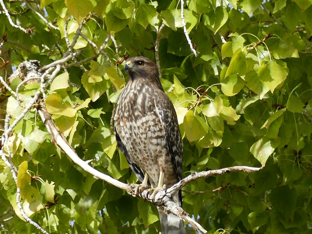 Red-shouldered Hawk - ML644750807