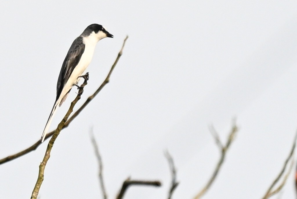 サンショウクイ - ML644750823