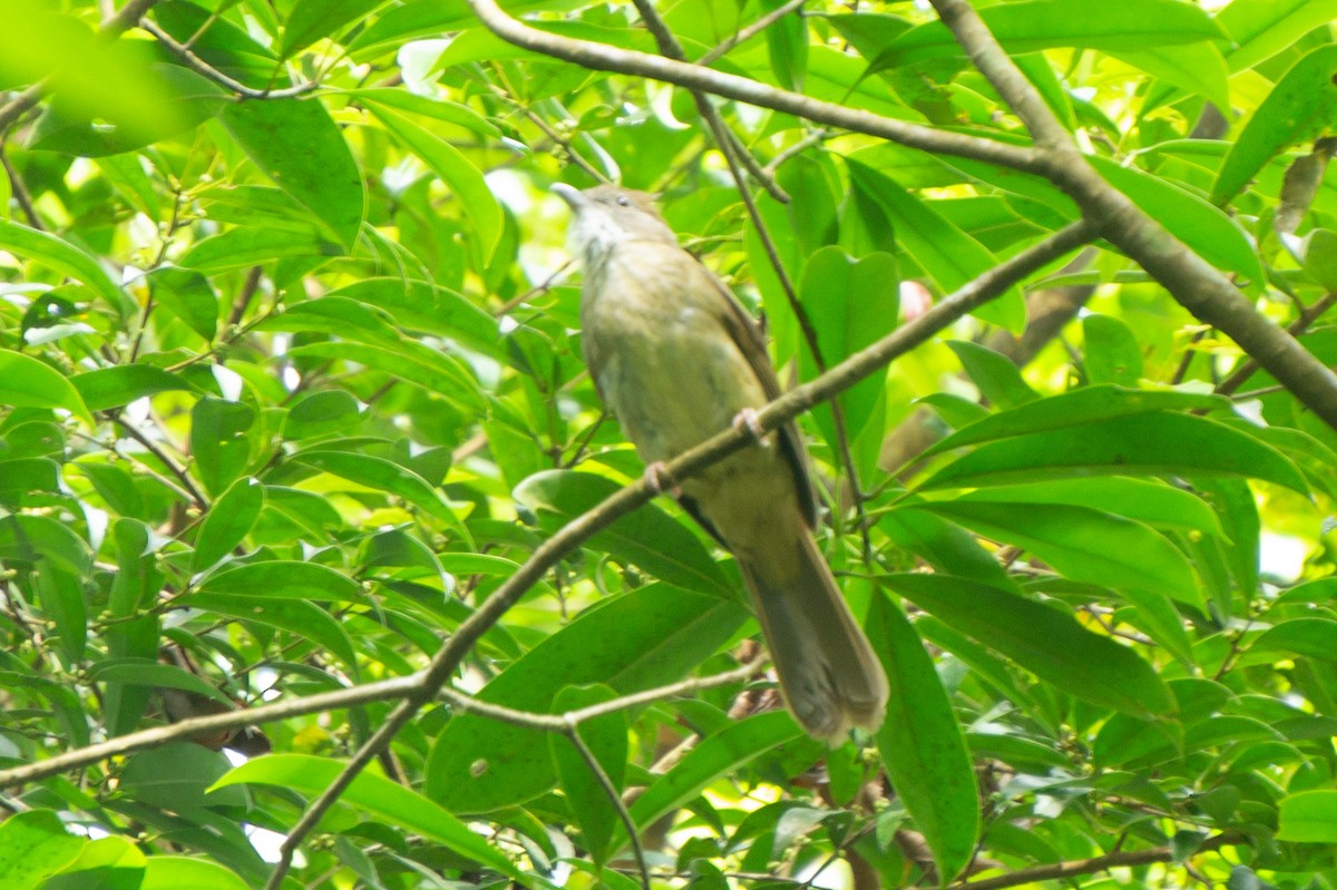 Puff-throated Bulbul - ML644750824