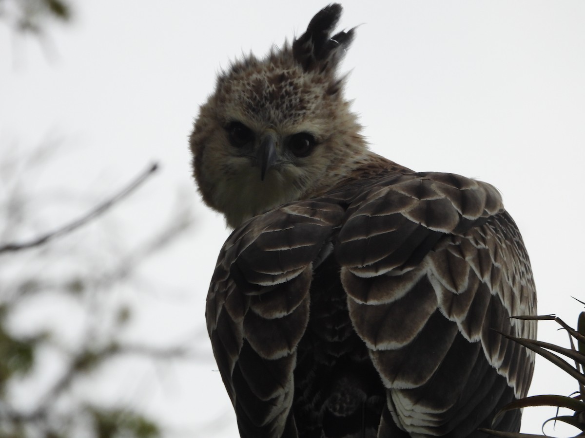 Black-and-chestnut Eagle - ML644750827
