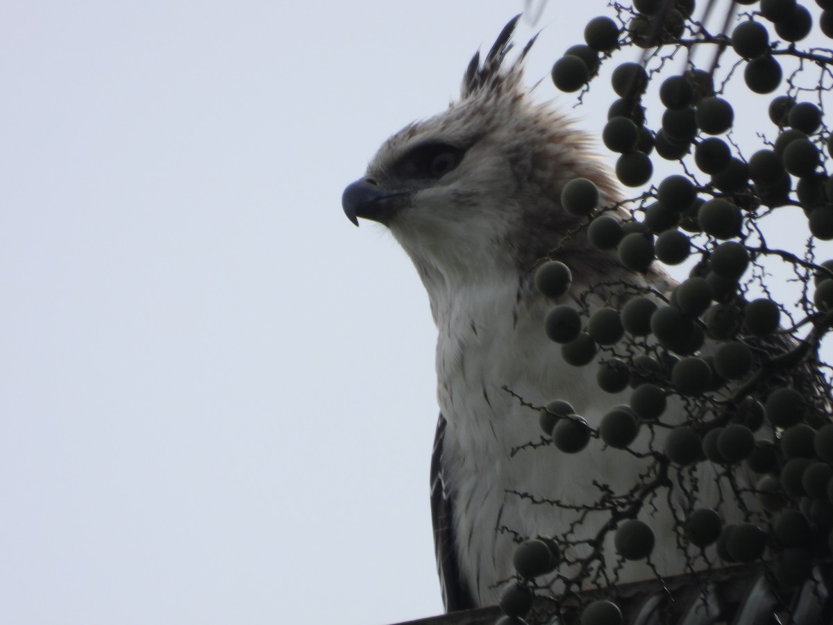 Black-and-chestnut Eagle - ML644750828