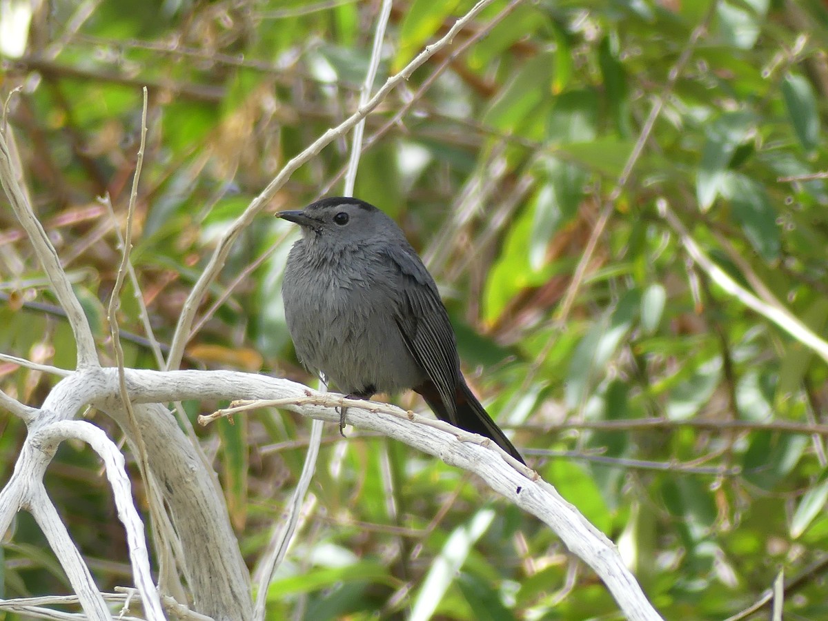 Gray Catbird - ML644750832
