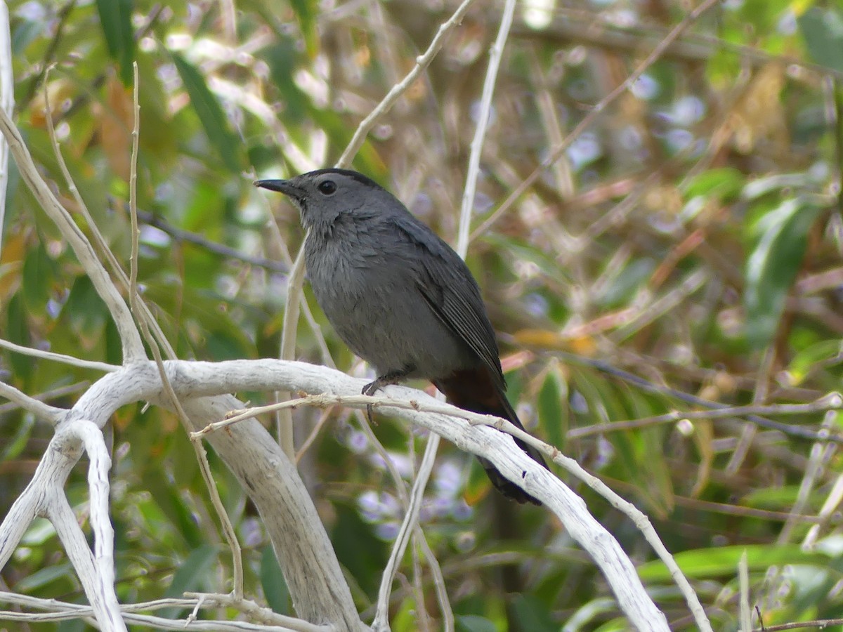 Gray Catbird - ML644750833