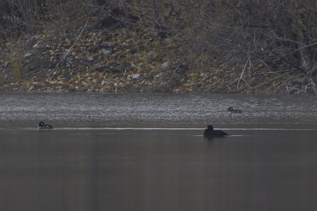 Американская синьга - ML644750846