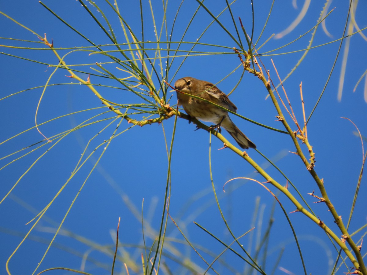 Yellow-rumped Warbler - ML644750855