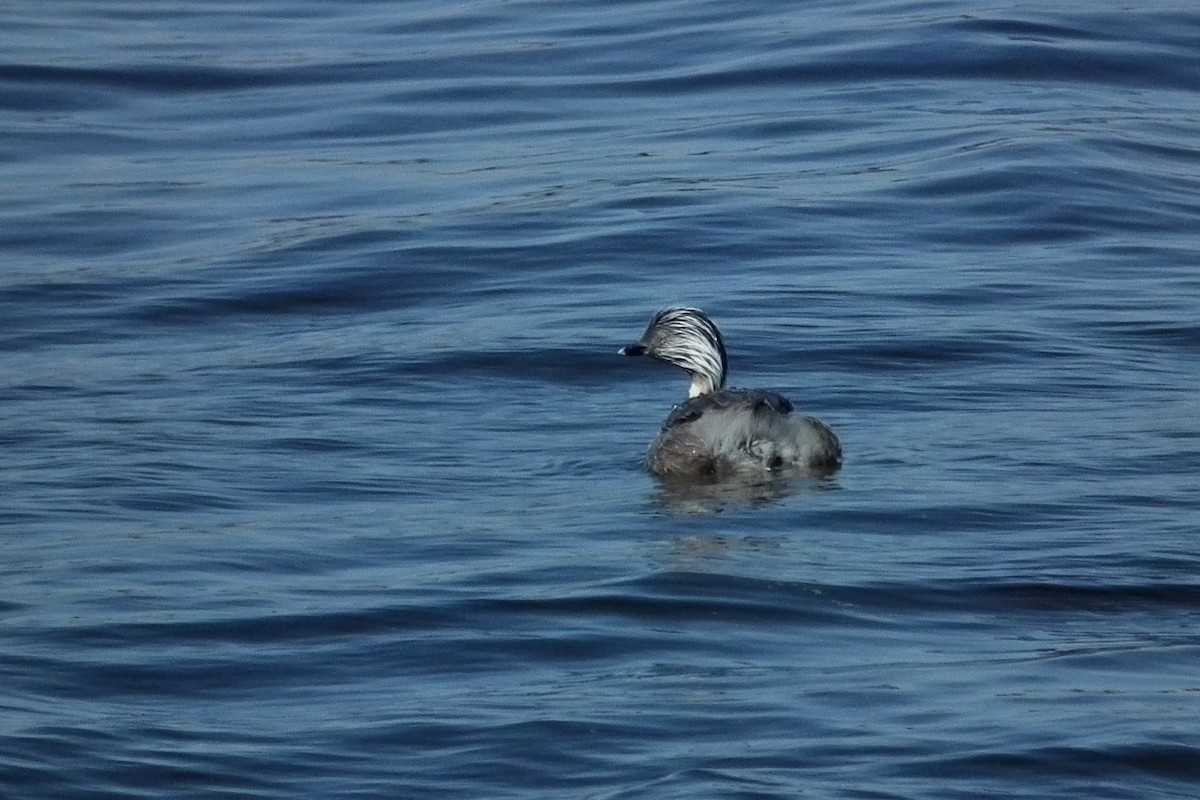 シラガカイツブリ - ML644750865
