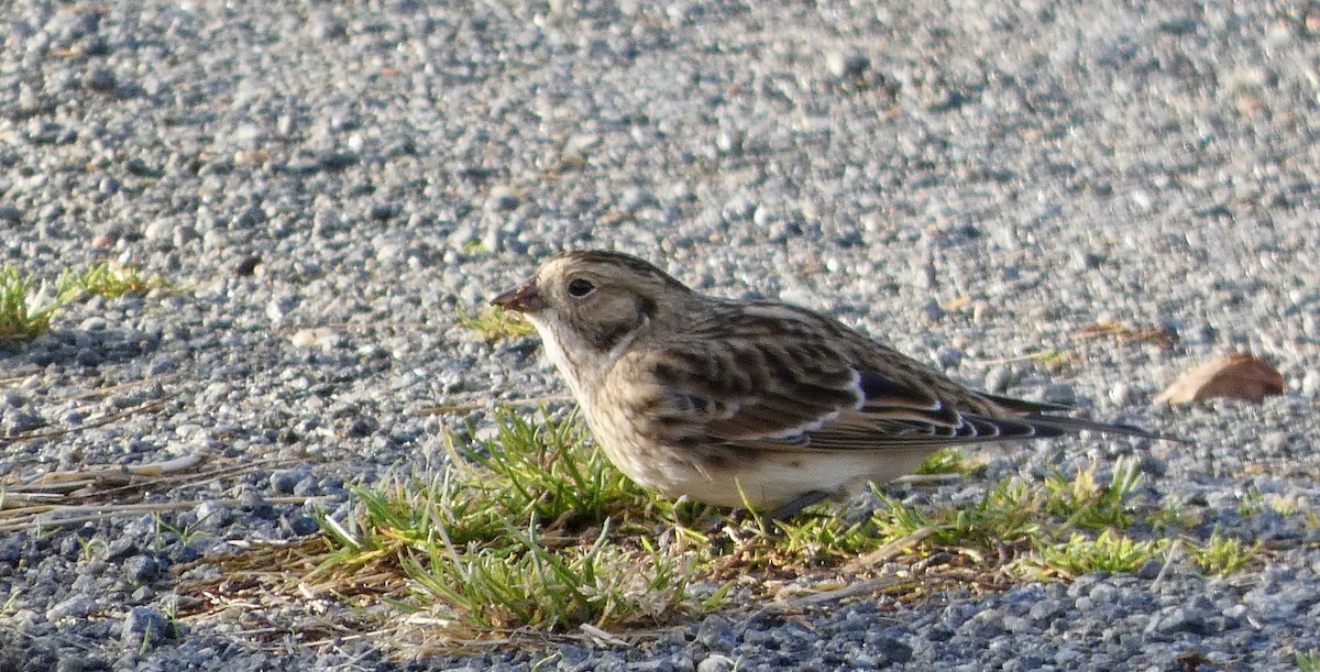 Zigolo della Lapponia - ML644750867