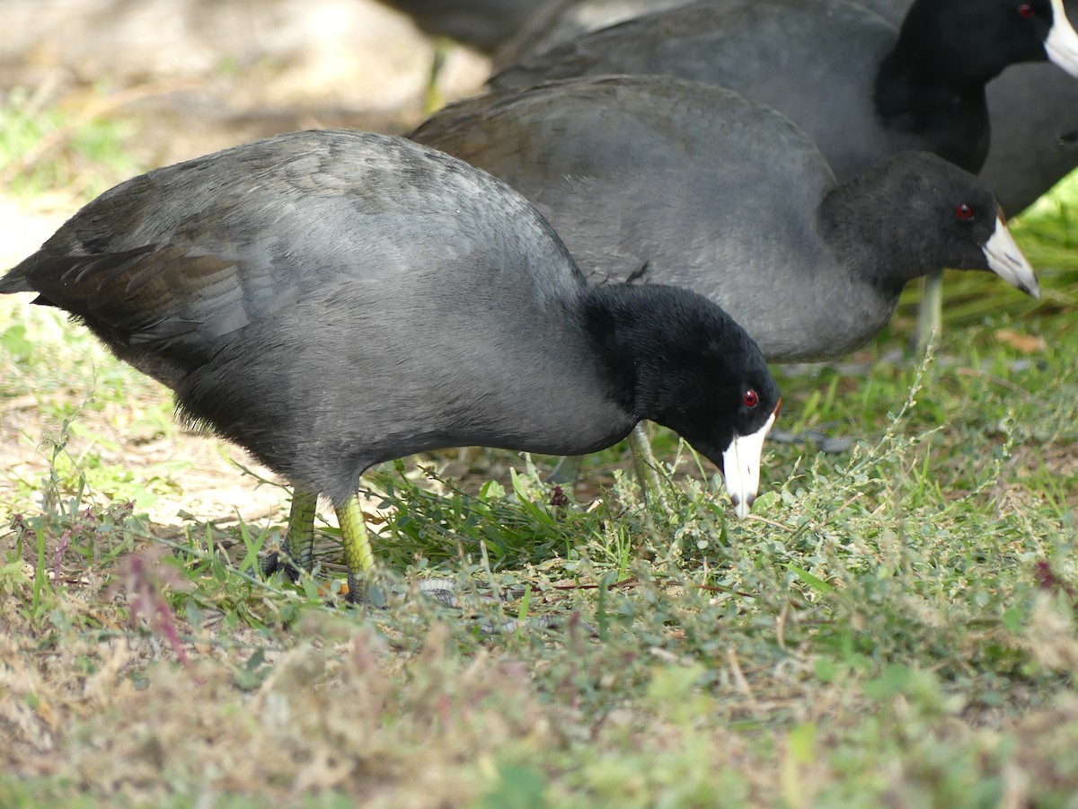 American Coot - ML644750871