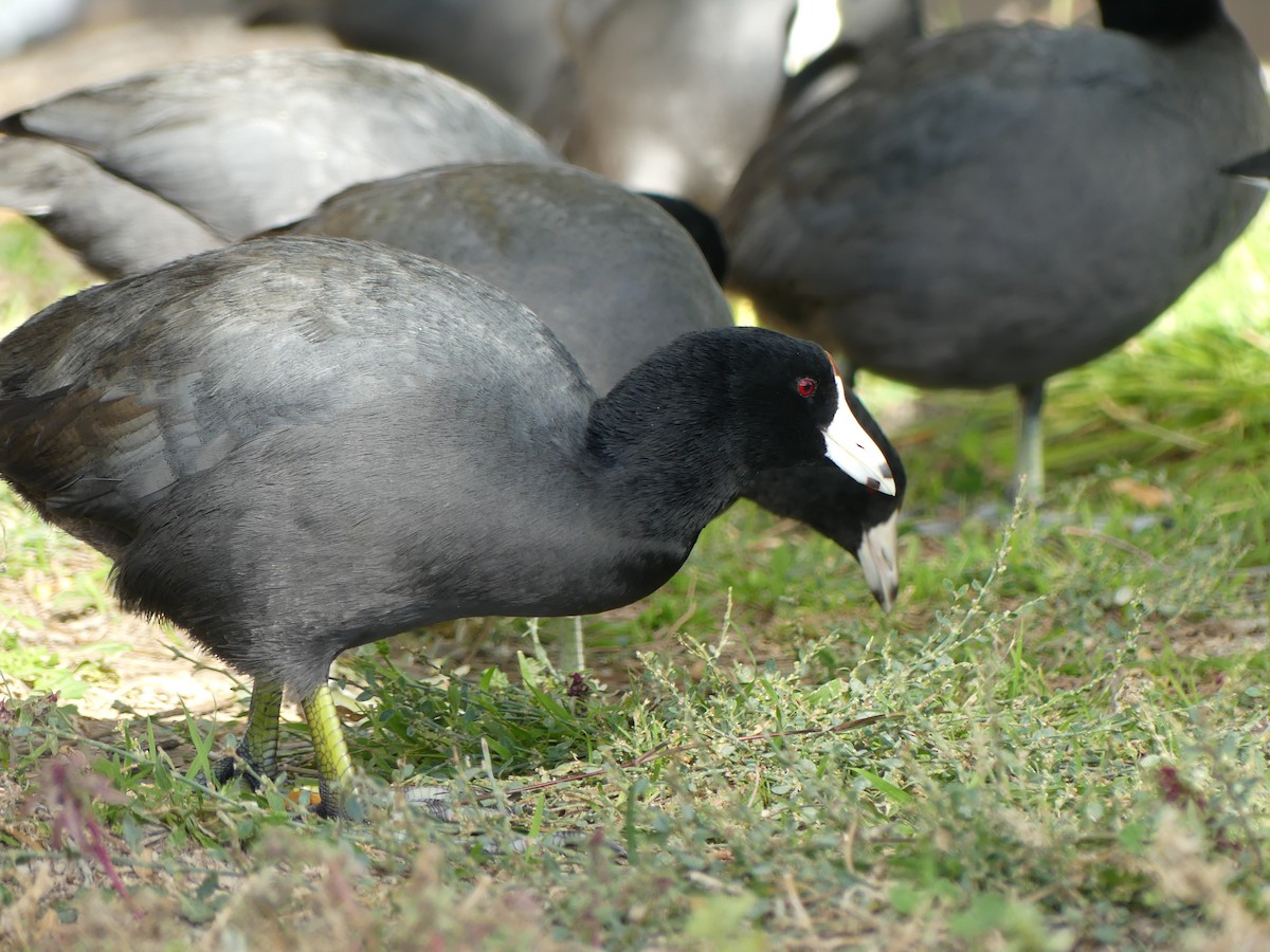 American Coot - ML644750872