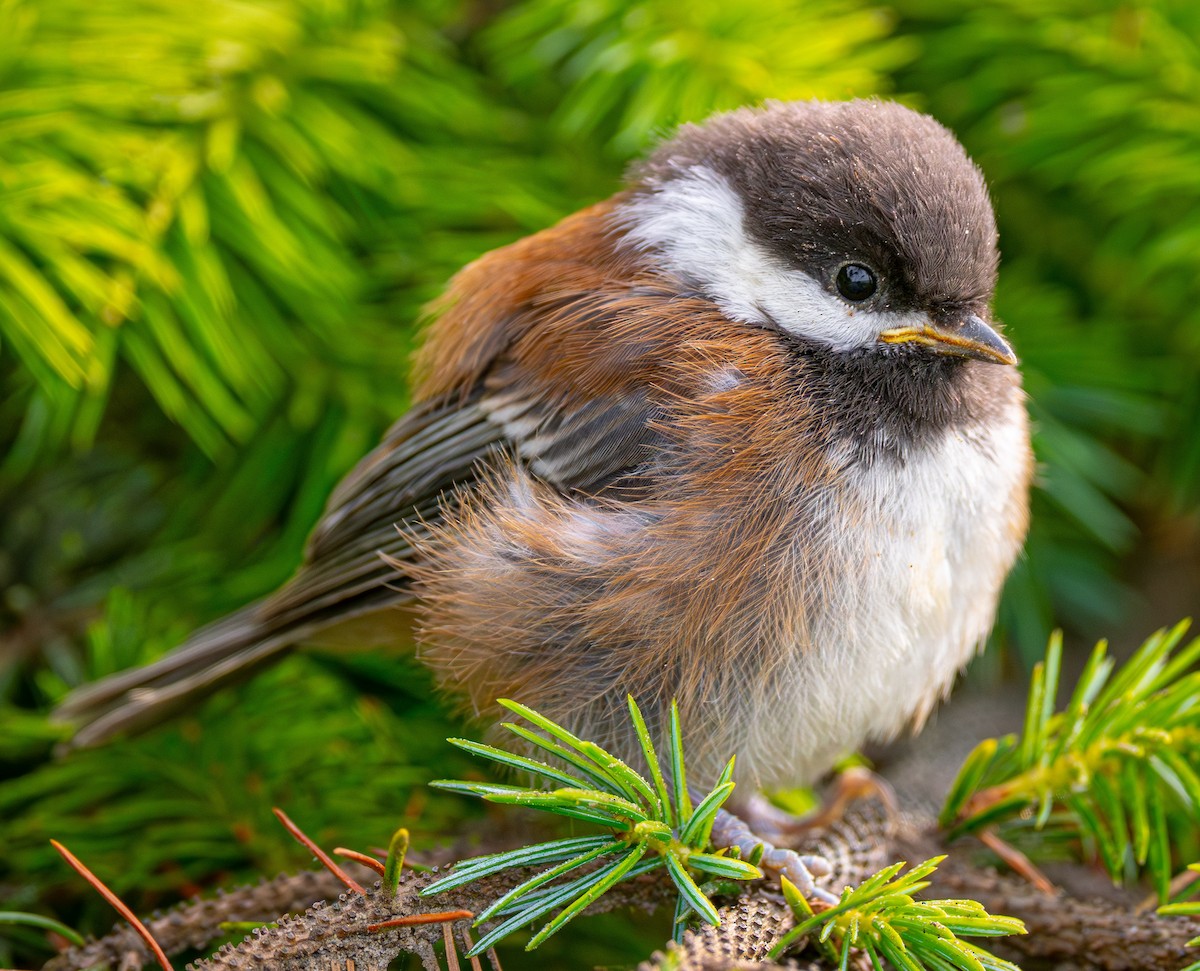 Chestnut-backed Chickadee - ML644750875