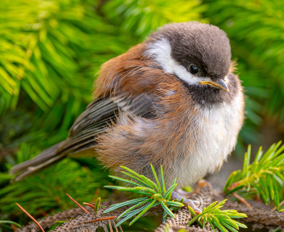 Chestnut-backed Chickadee - ML644750876